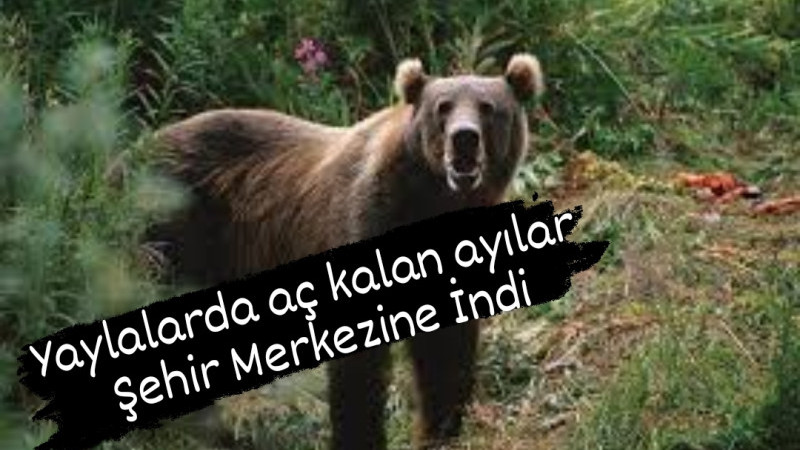 O İlçede Ayılar Şehir Merkezinde Görüldü 
