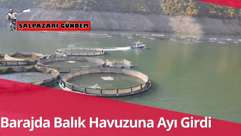 Alaca’dan Kaçan Ayı Soluğu Barajda Aldı