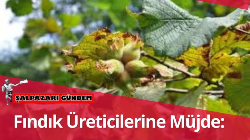 Fındık Üreticilerine Müjde: Gelir Desteği Ödemeleri Bu Akşam Hesaplarda