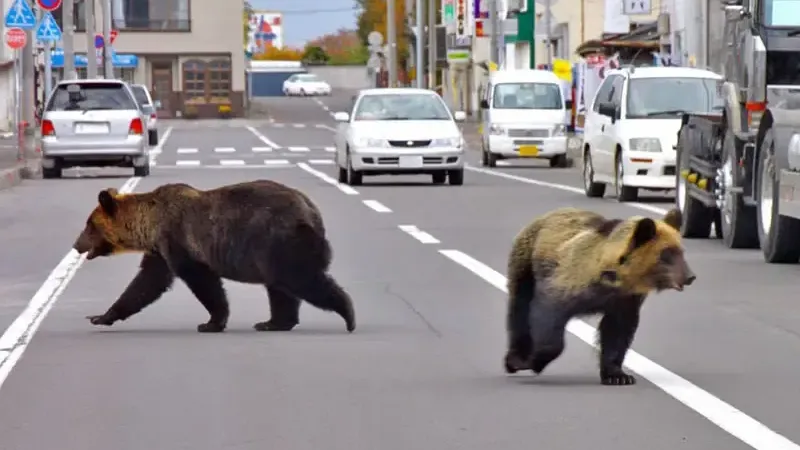 Ayı Saldırıları Artıyor! Japonya Asker Çıkarıyor, Karadeniz Ne Yapacak