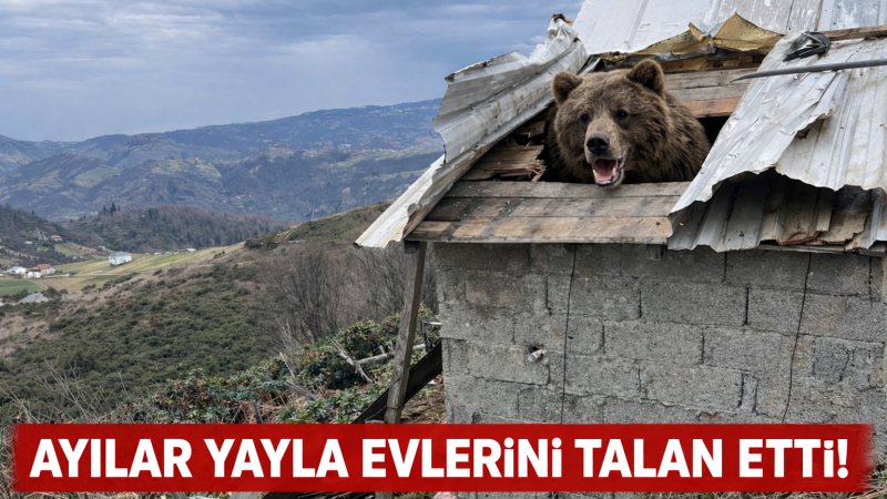 AYILAR YAYLA EVLERİNİ TALAN ETTİ!